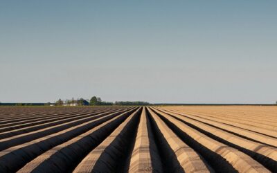 Wat betekent ‘Reuvekamp’?